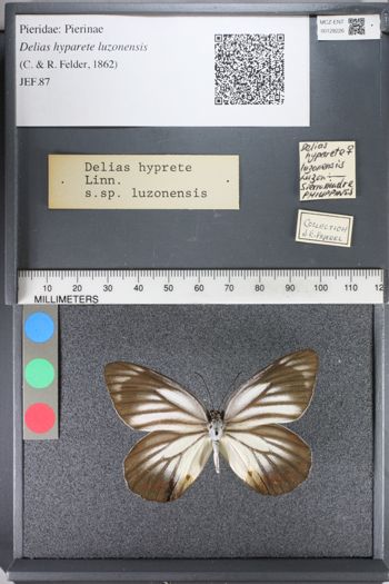 Media type: image;   Entomology 128226